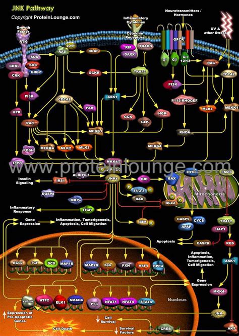 Biological Databases And Tools Jnk Pathway Protein Lounge