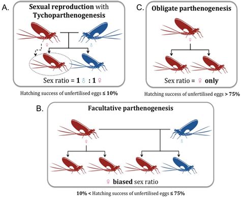 Parthenogenesis