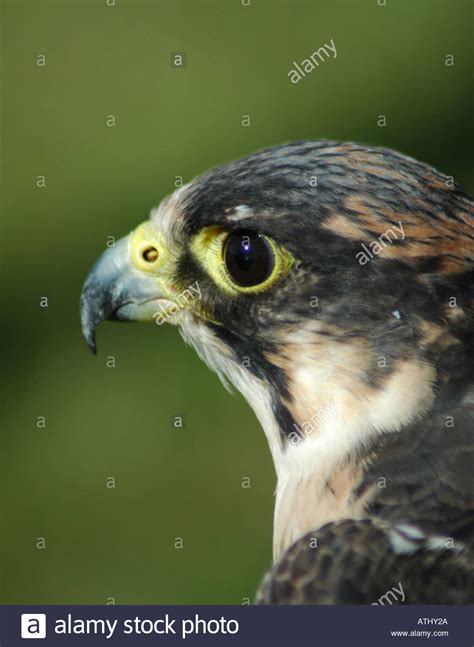 Peregrine Falcon Cross Hi Res Stock Photography And Images Alamy