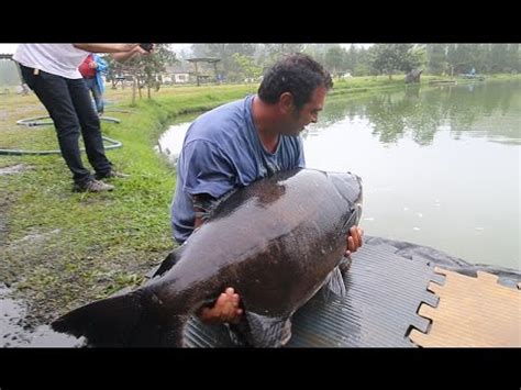 Pesqueiro Sol Pescarias Soltura Tambas Gigantes Amental Fishing Youtube