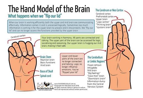 Counseling Interventions To Teach About The Brain