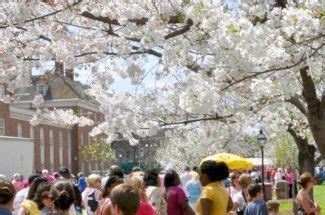 Cherry Blossom Festival Macon GA Top Festival In Georgia Cherry