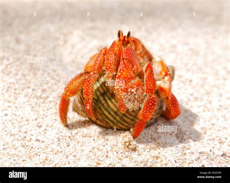 Einsiedlerkrebs Hautnah Am Strand Seychellen La Digue Stockfotografie