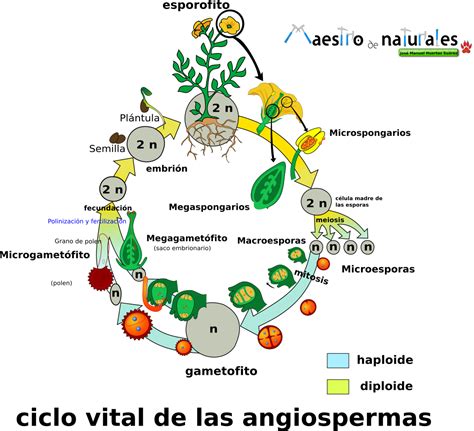 Ciclo De Vida De Las Angiospermas