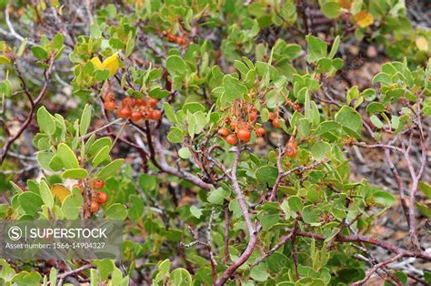 Greenleaf Manzanita Arctostaphylos Patula Is A Shrub Native To