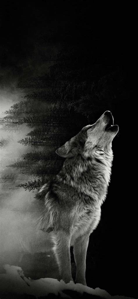 [100+] Alpha Wolf Wallpapers | Wallpapers.com