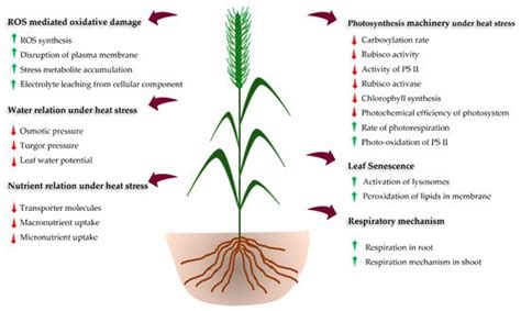 Heat Stress Affect Wheat Encyclopedia MDPI