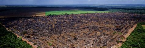 Desmatamento em áreas griladas na Amazônia cresce 50 em dois anos