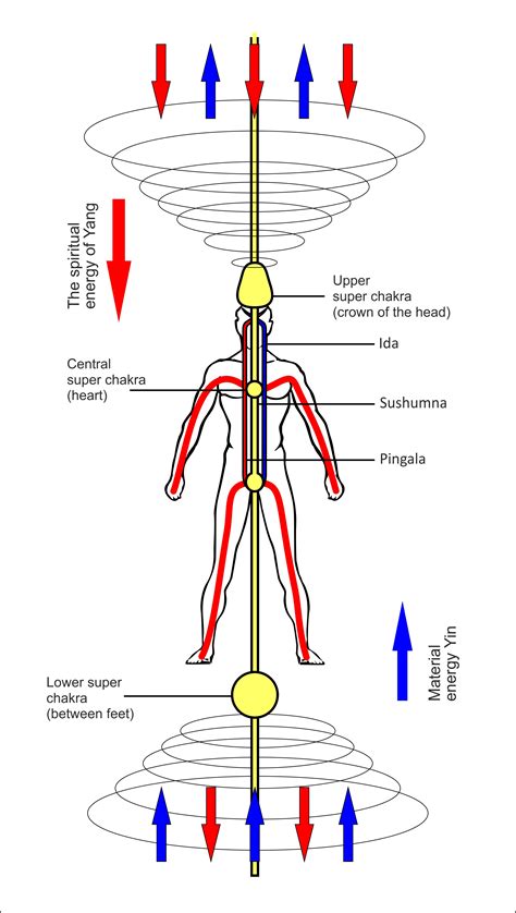 Body Meridians Energy Pathways Odin