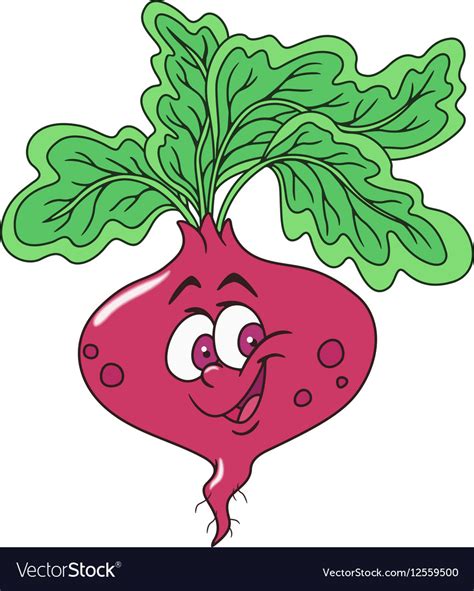 Fresh Beetroot Cartoon Royalty Free Vector Image