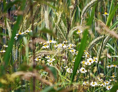 Fotos gratis naturaleza césped campo prado cebada grano pradera