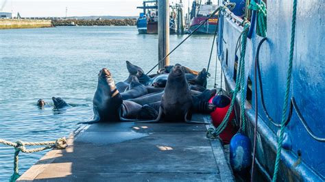 This West Coast Village Is A Great Spot For Wildlife Viewing And Fishing