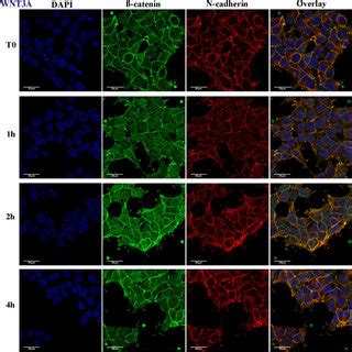 2D Confocal Images Of Wnt3A Stimulated HEK293T Cells HEK293T Cells