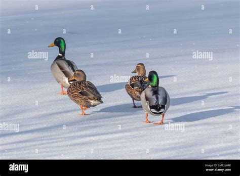 Male And Female Mallard Ducks Anas Platyrhynchos Walking On A Frozen