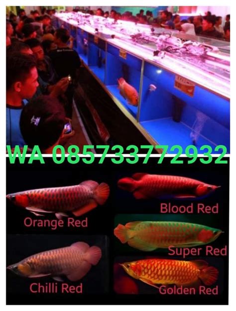 Jual Ikan Arwana Super Red Murah Dan Jenis Lainnya Di Jakarta Terlaris