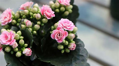 Kalanchoe Bl Ht Nicht Standort Der Zimmerpflanze Ist Wichtig