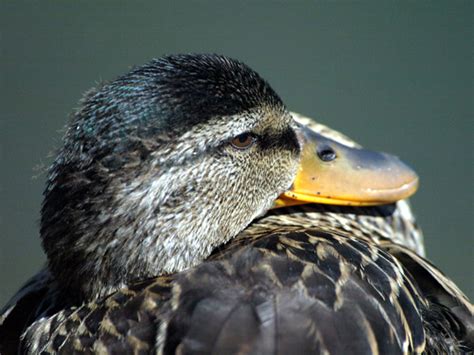 mallard hen portrait