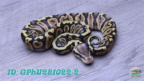 ghi pastel het ultramel ball python  darkballs morphmarket