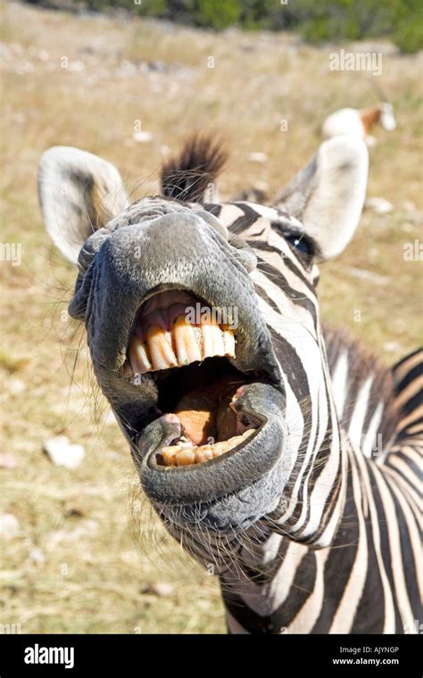 Zebra teeth funny face close looking at camera Stock Photo - Alamy