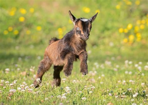 Farm Animals Meeting a Baby Goat Is the Timeline Cleanse We Need