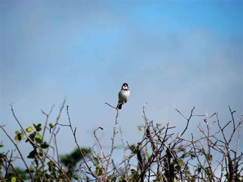 Foto golinho Sporophila albogularis Por André Moreira Wiki Aves A