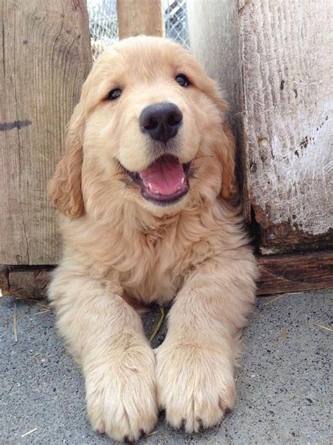 100 amazing golden retriever dog names – Artofit