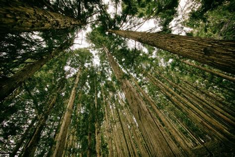 Fotomural Troncos De Arboles En El Bosque Bosques