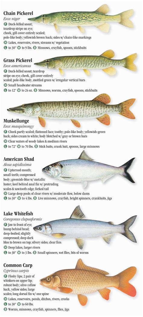 Freshwater Fishes of Pennsylvania – Quick Reference Publishing Retail