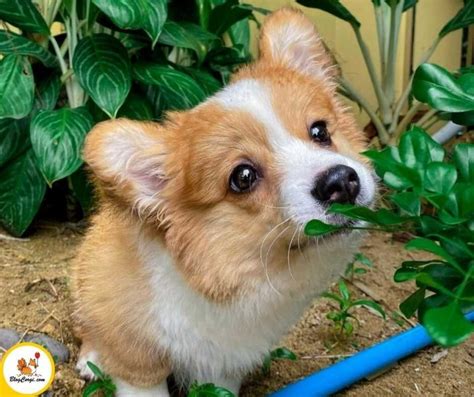 Mua Chó Corgi Con Thuần Chủng (Kinh Nghiệm) || BlogCorgi