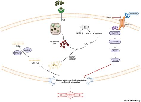 Roles Of Yaptaz In Ferroptosis Trends In Cell Biology