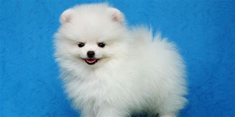 White Pomeranian - Pomsky Pals