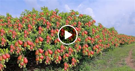 Excellent America’s Most Advanced Cashew Cultivation And Cashew Nut ...