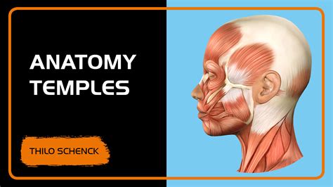 Anatomy of the temples | Merz Medical Forum