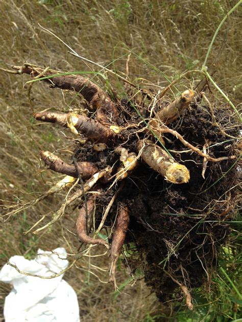 Cicuta Maculata Root