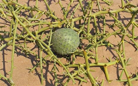 Nara Bush Information How To Grow A Nara Melon Edible Garden