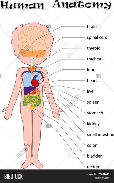 Human Anatomy Kids Vector & Photo (Free Trial) | Bigstock