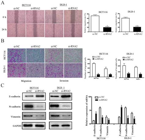 GPR56 Promotes Proliferation Of Colorectal Cancer Cells And Enhances