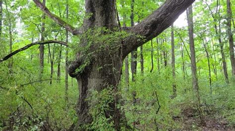 White Oak Tree A Complete Guide To What You Need To Know Growit Buildit