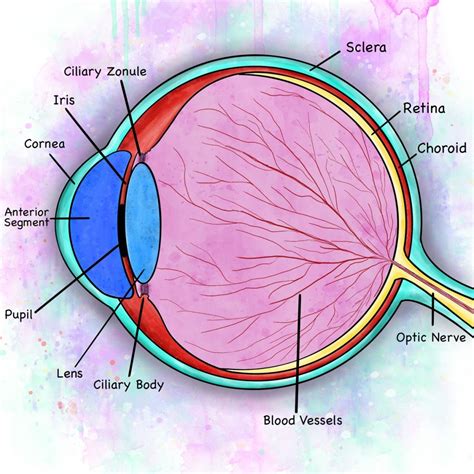 human eye anatomy parts   eye explained