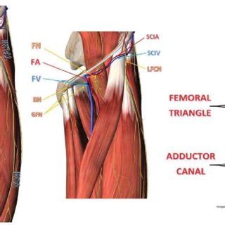 Femoral Triangle Of Left Thigh And Its Contents Source Images Are