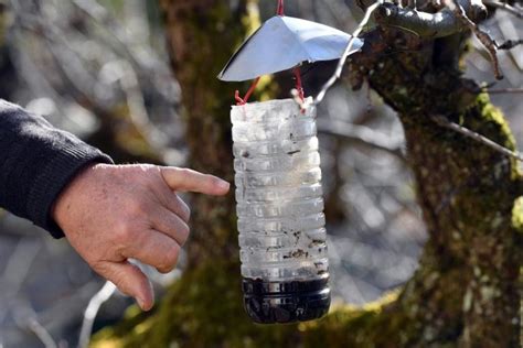 Comment Fabriquer et Utiliser un Piège Frelon Asiatique