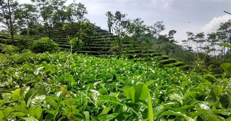 Kebun Teh Kulon Progo Rute Menuji Lokasi Harga Tiket Masuk