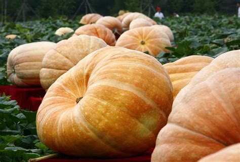 The Ultimate Guide to Pumpkin Types and Varieties