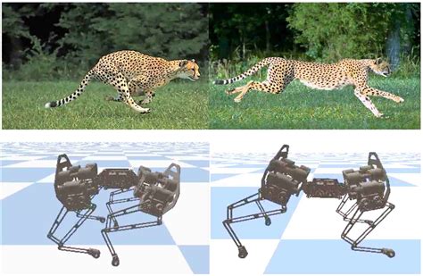 Learning Active Spine Behaviors For Dynamic And Efficient Locomotion In