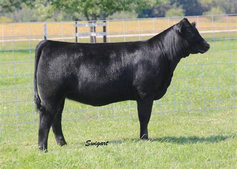 64 Farms Angus Heifer and Club Calf Sale | The Pulse