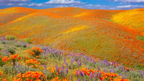 How To Safely See The 2023 Superbloom In California Getaway Couple