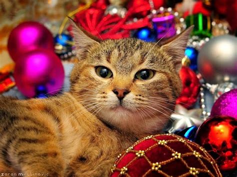 Amarna Artesanato E Imagens Fotos De Gatos No Natal Clique Nas