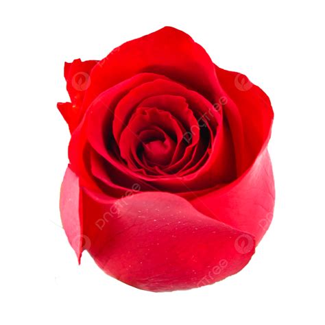 Love Rose Clipart Transparent Png Hd Love Red Rose Red Rose