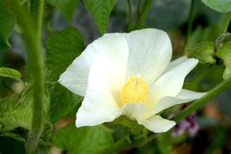 Premium Photo | Raw organic cotton flowers growing in fields