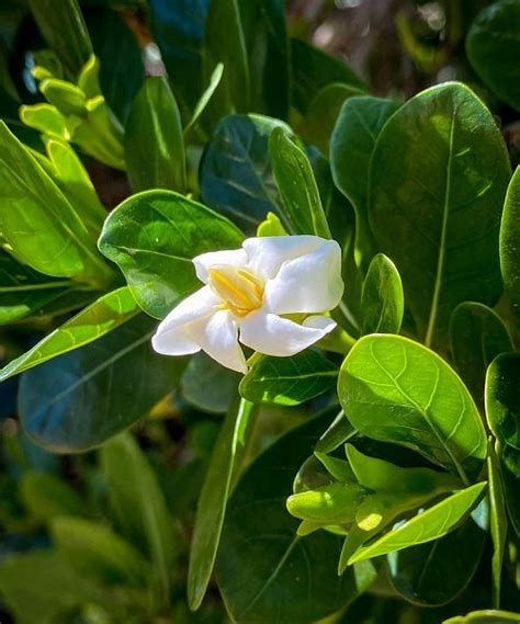 Stunning White Flowers With Yellow Center